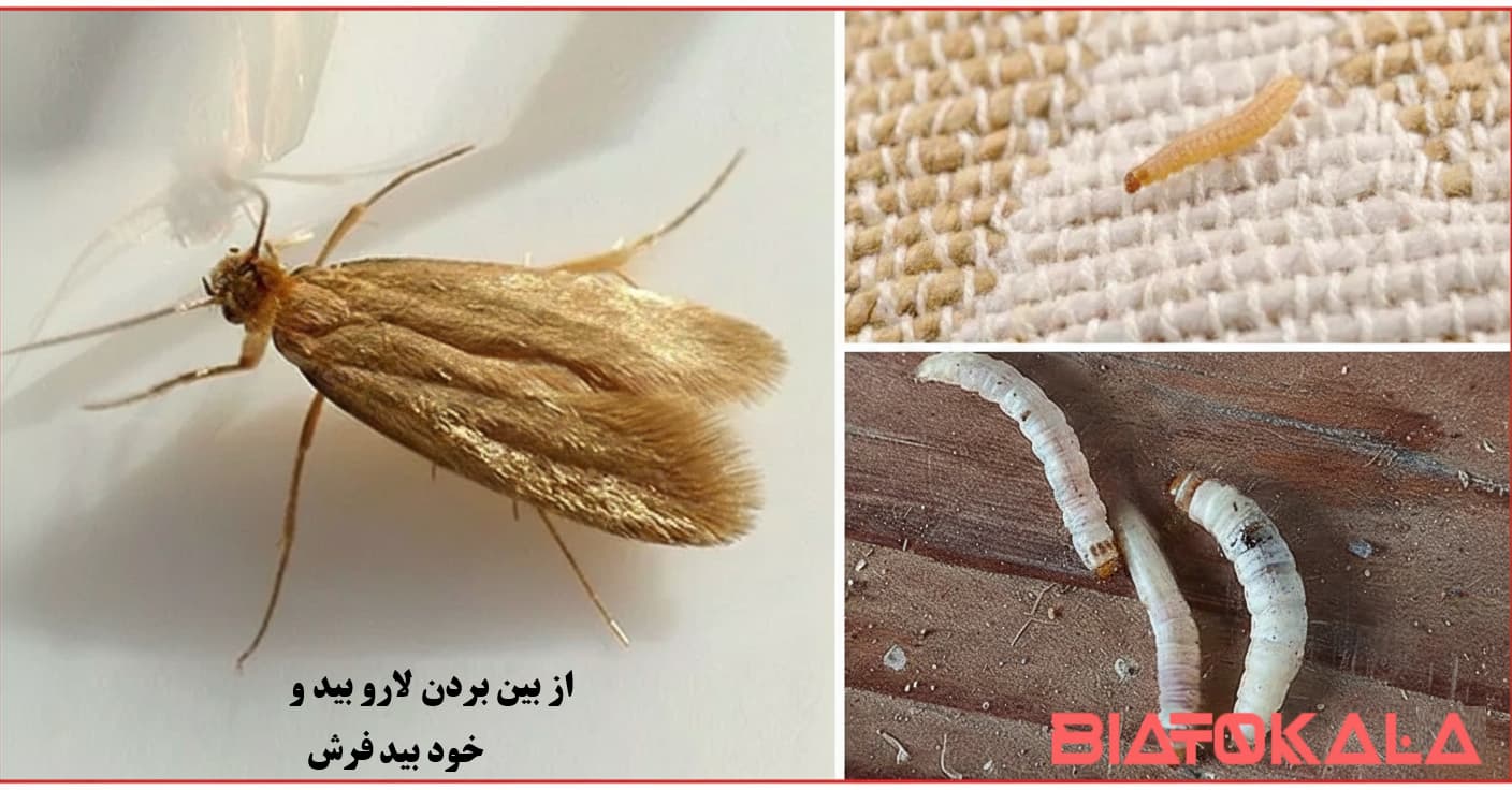 بید ها از کجا وارد خانه میشوند؟